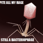 bacteriophage