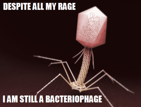 bacteriophage