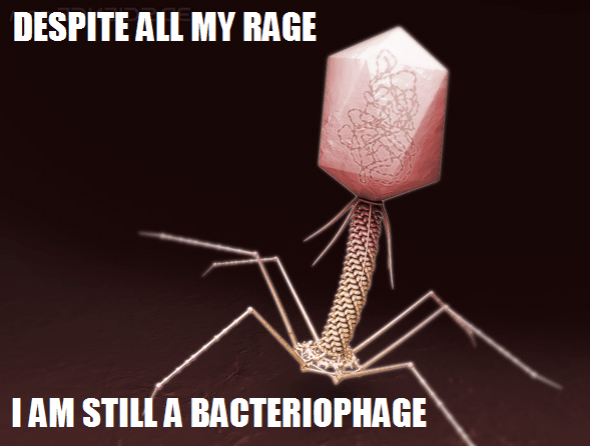 bacteriophage