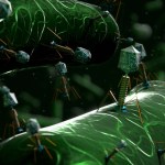 bacteriophages