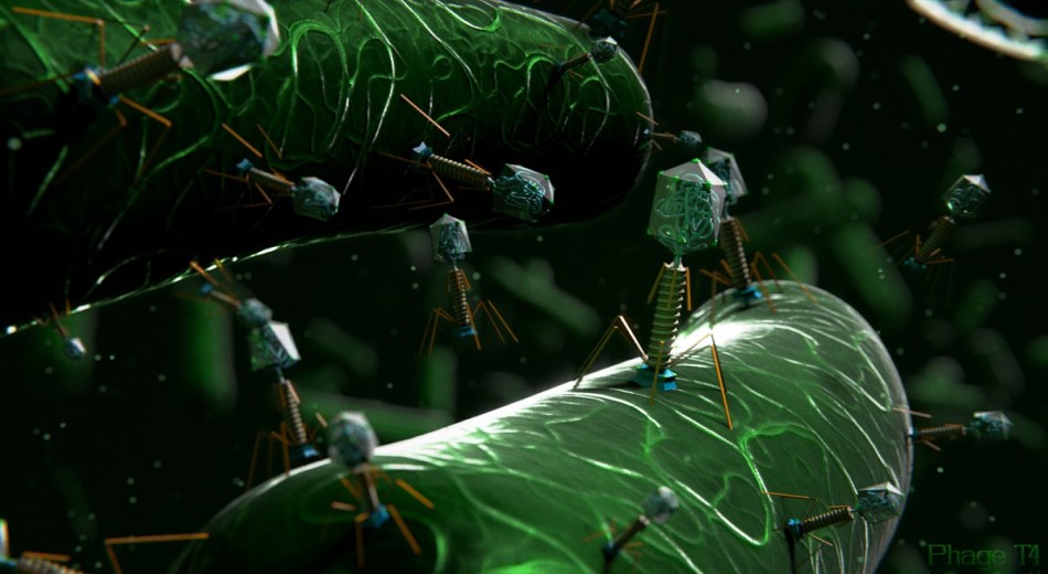 bacteriophages