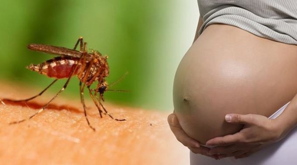 zika virus