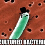 cultured bacteria