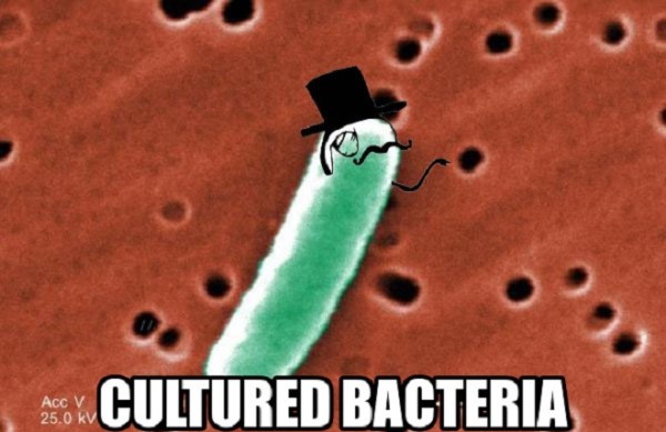 cultured bacteria