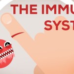 immune system