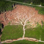 tree deforistation