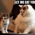fat cat funny meme