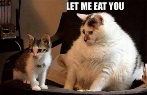 fat cat funny meme