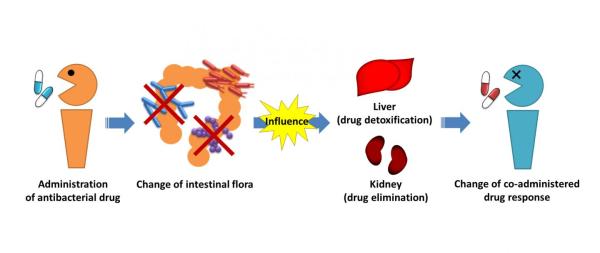 intestinal flora antibiotics