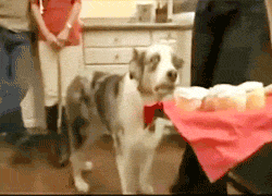 dramatic dog cupcakes