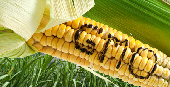 gmo crops