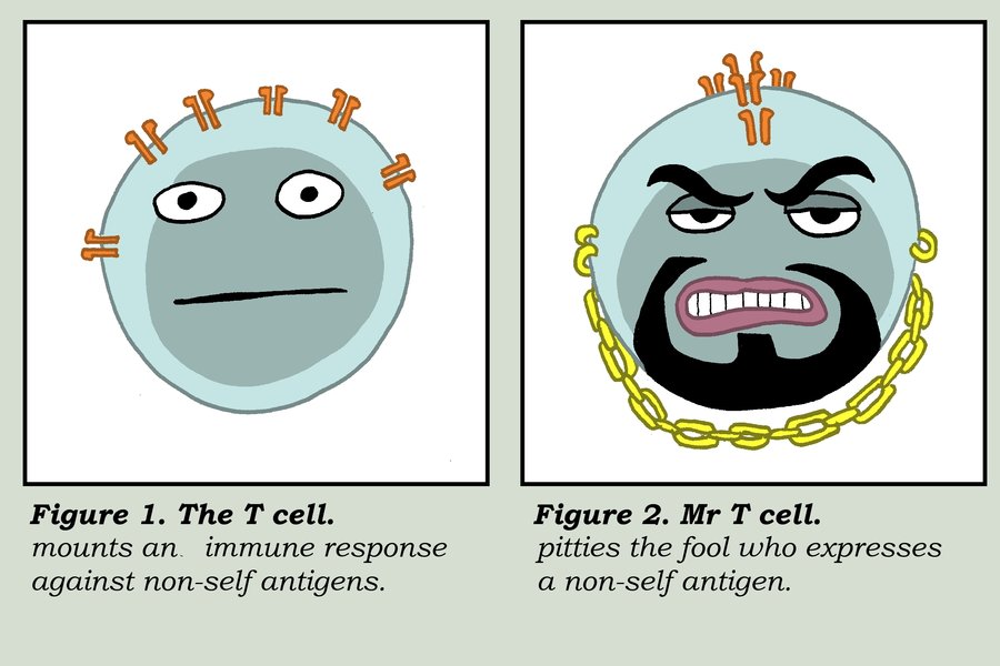 t cells