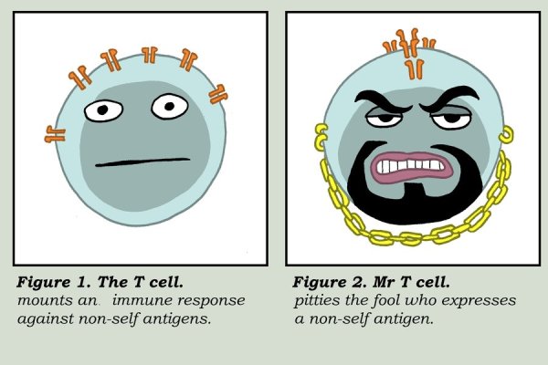 t cells