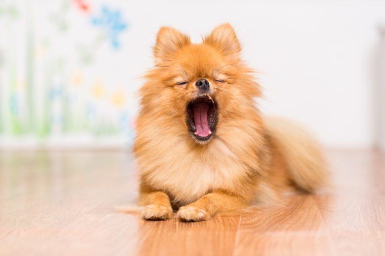 tiny dog yawning