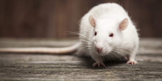 stock photography Pet rat closeup