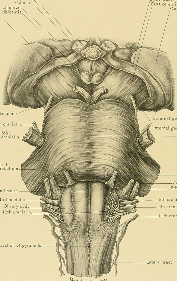 brainstem drawing