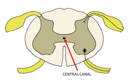 central-canal