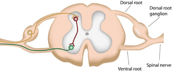 Dorsal root ganglion