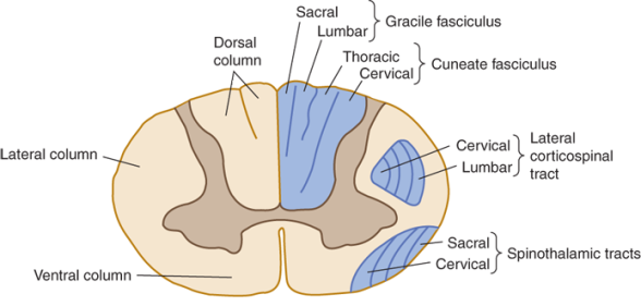 gracile and cuneate fasciculus