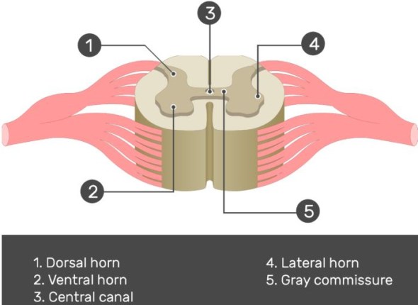horns of the spinal cord