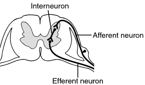 interneuron