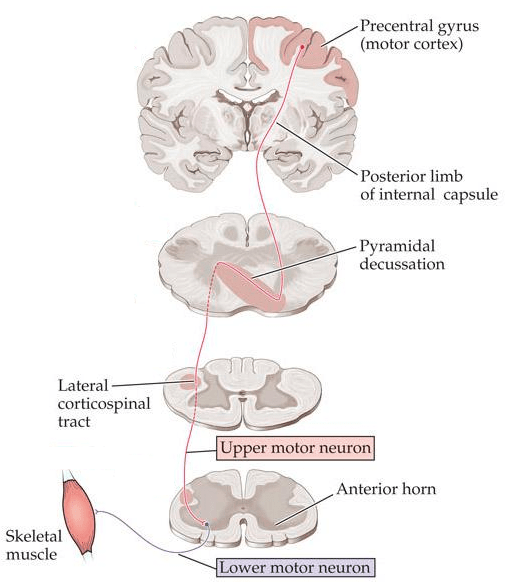 lateral corticospinal tract
