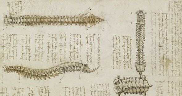 leonardo da vinci spine drawing