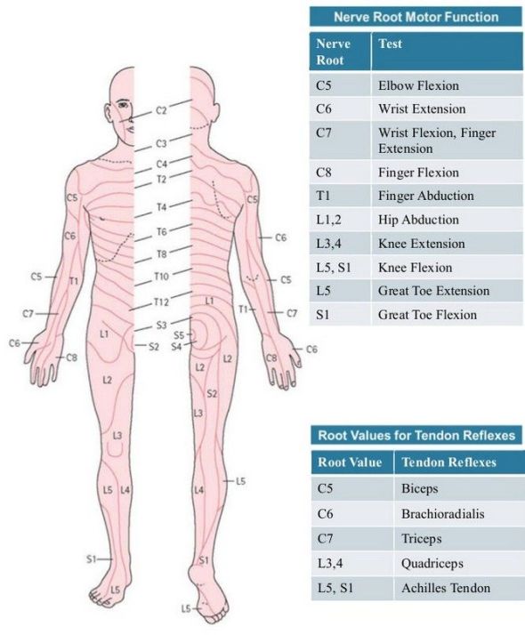 Spinal Motor Map Know your spinal cord – The spinal nerves | Lunatic Laboratories