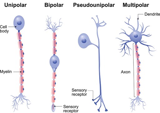 Different kinds of neurons