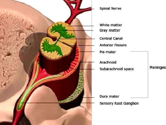 protective layers of the spinal cord