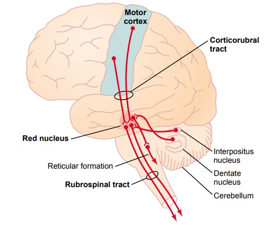 Know your spinal cord – The rubrospinal tract | Lunatic Laboratories