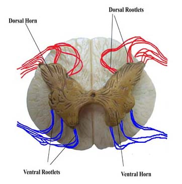 rootlets of the spinal cord