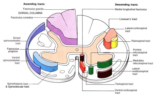 Rubrospinal tract