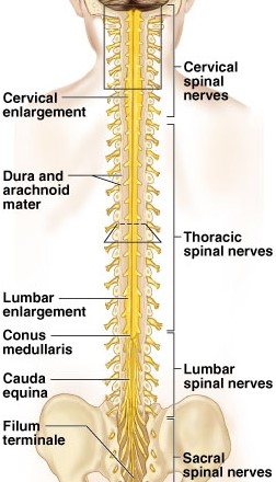 spinal cord anatomy