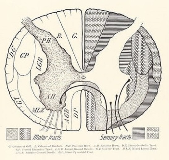 spinal cord cross section drawing
