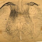 Art by Ramon y Cajal