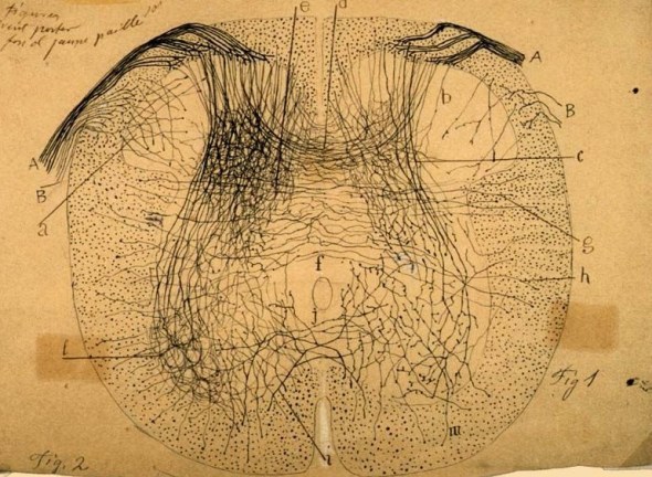 Art by Ramon y Cajal
