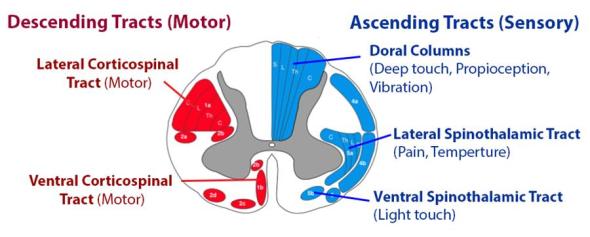 spinal cord pathways