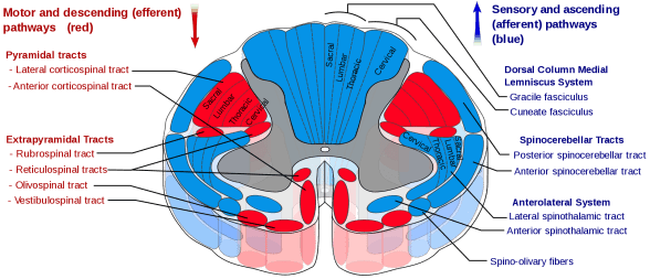 Spinal cord tracts