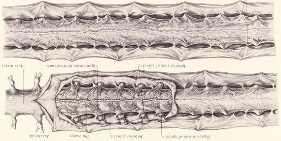 Spinal cord