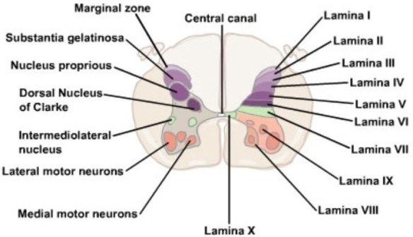Lamina Marginalis Lamina Ix Of Spinal Cord