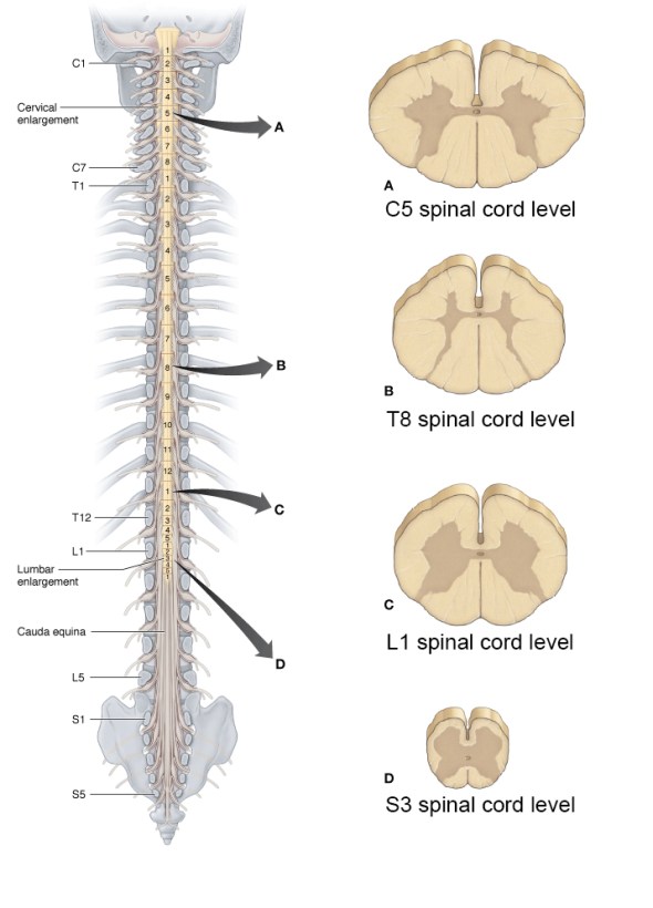 Spine anatomy levels - redrawn - enlarged