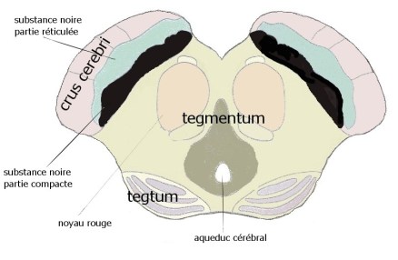 tegmentum
