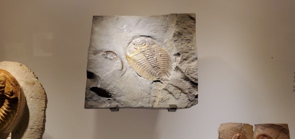 trilobite