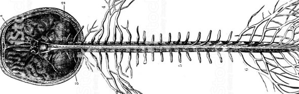 Antique engraving illustration: Spinal cord and brain