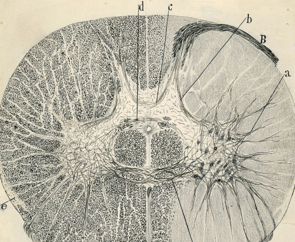 vintage spinal neurons