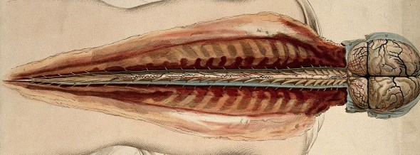V0008396 Brain and spinal cord: dissection, back view. Coloured line
