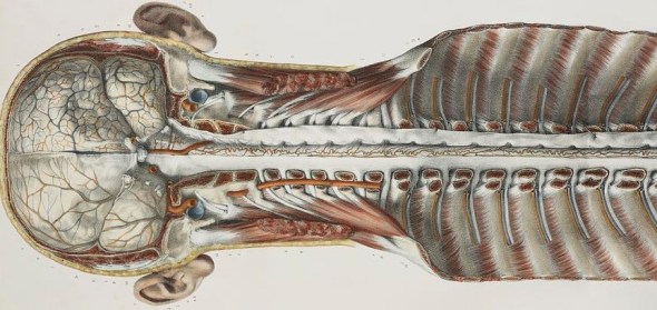brain and spinal cord