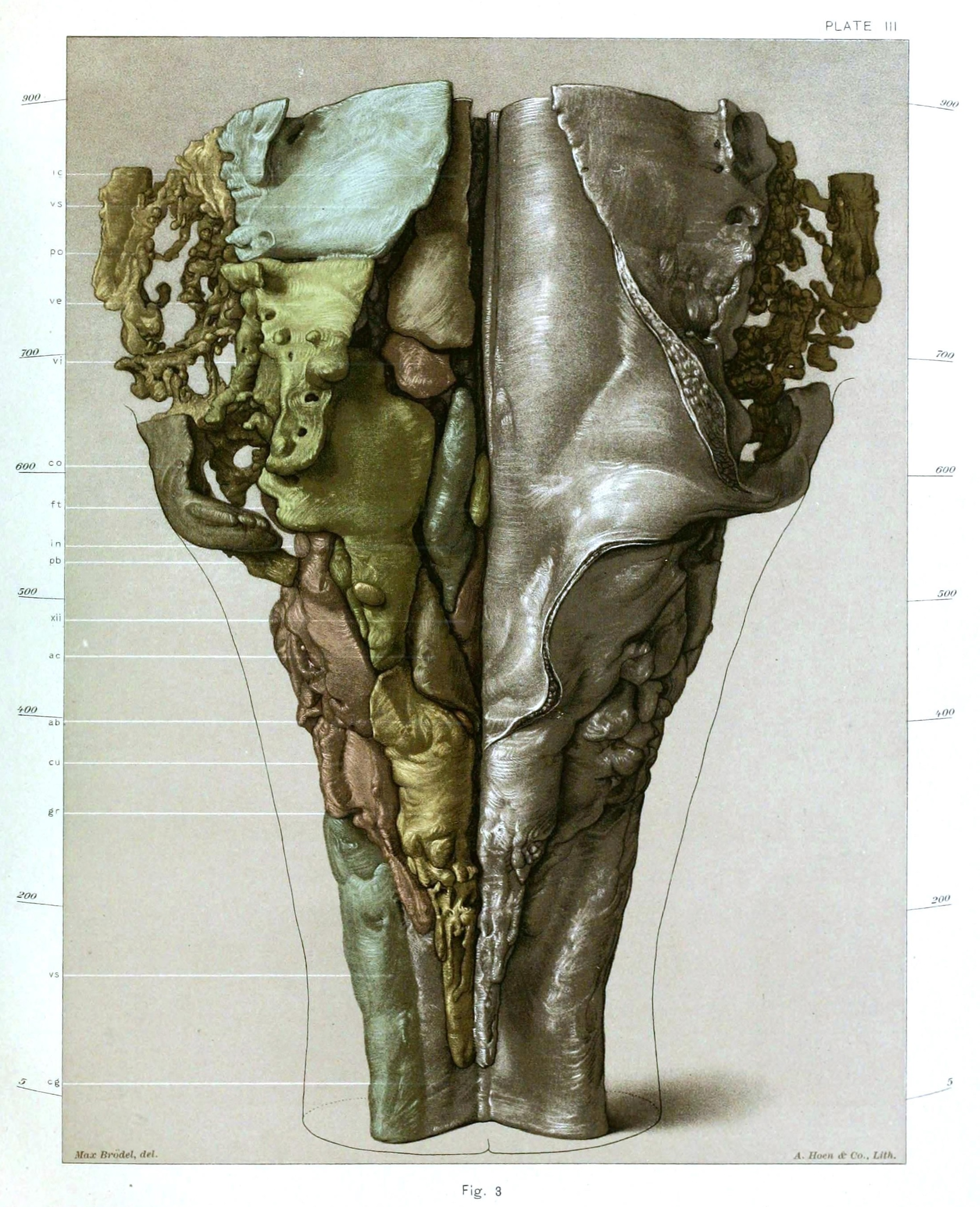 reconstruction of the nuclear masses of the brain stem