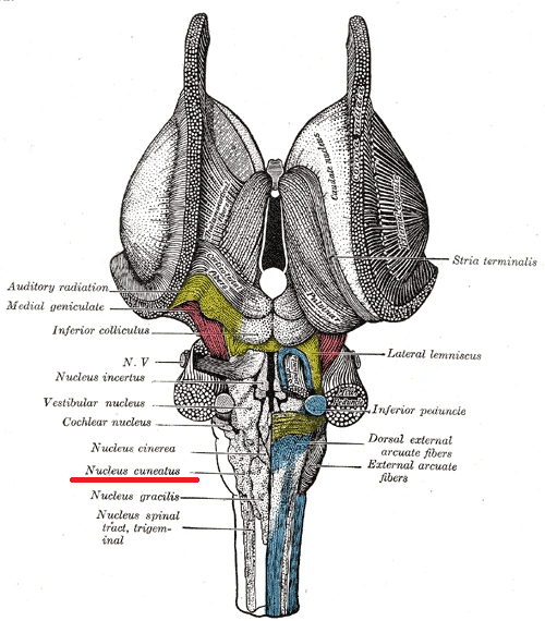 brainstem